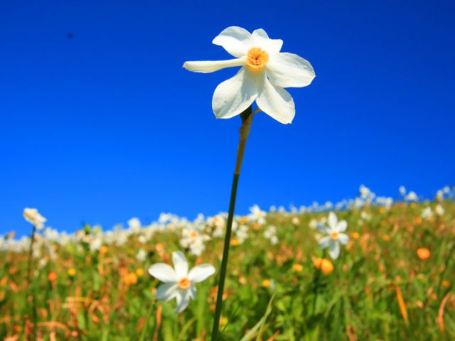 iStock-1048349154-daffodil-on-mountain-for-web