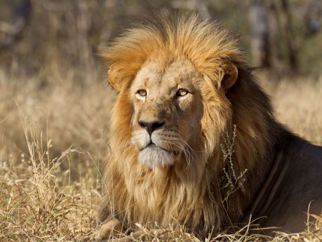 Lion in the Savannah